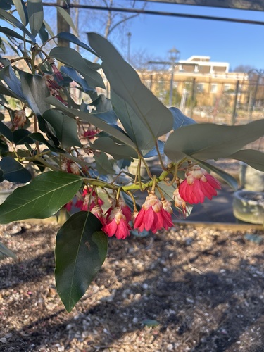 Rhodoleia henryi