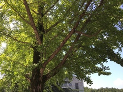 Ginkgo biloba