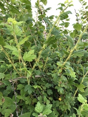 Ribes oxyacanthoides