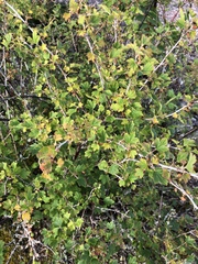 Ribes oxyacanthoides