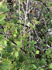 Ribes oxyacanthoides