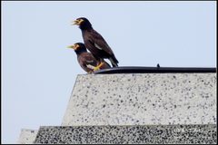 Acridotheres tristis