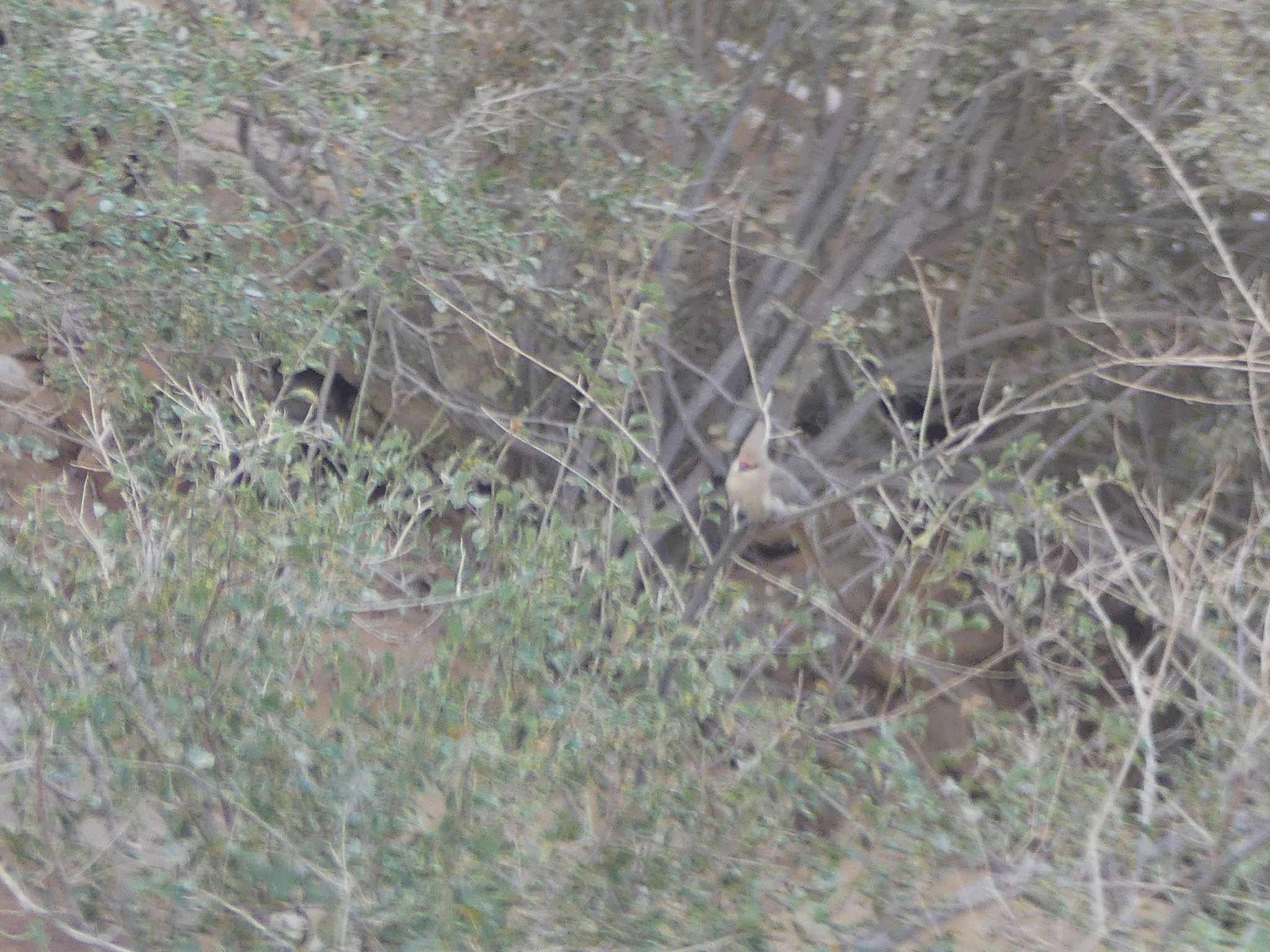 Blue-naped Mousebird (Urocolius macrourus), photo 8