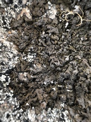 Montanelia sorediata