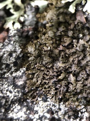 Montanelia sorediata