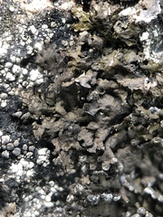 Montanelia sorediata