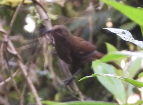 Sepia-brown Wren (Cinnycerthia olivascens), photo 7