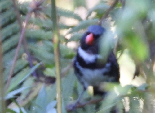 Masked Saltator (Saltator cinctus), photo 8
