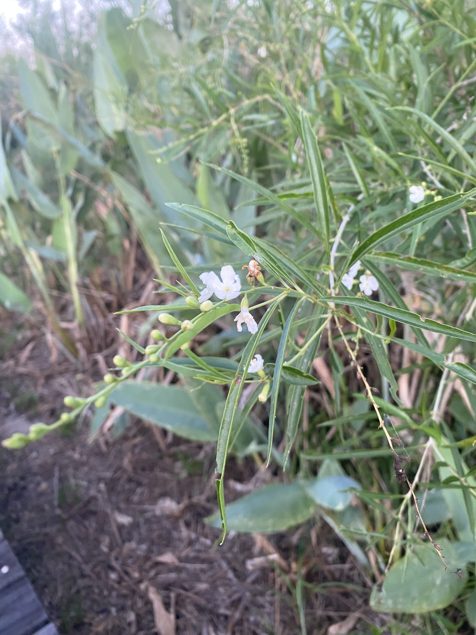 Citharexylum amabile