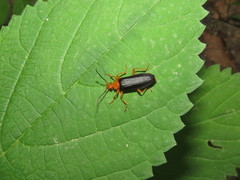 Neopyrochroa flabellata