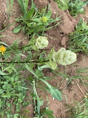Castilleja occidentalis