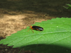 Neopyrochroa flabellata