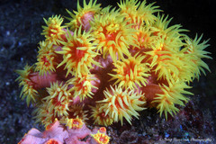Tubastraea