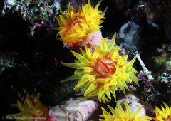 Tubastraea