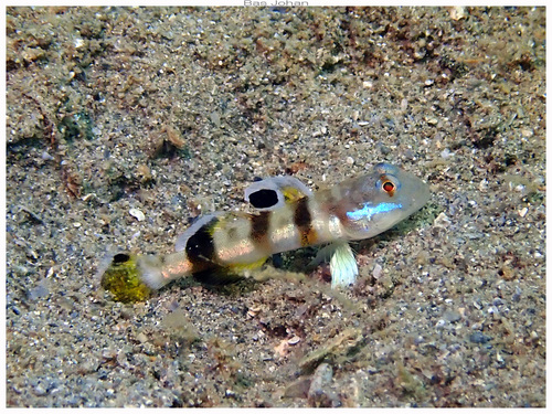 Valenciennea wardii observed 2025-03-09