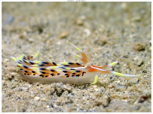 Photo of Indian caloria (Caloria indica)