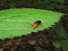 Neopyrochroa flabellata