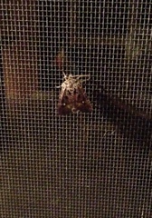 Lacinipolia renigera