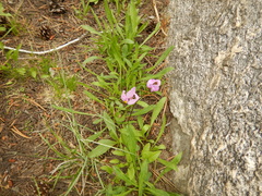 Primula tetrandra