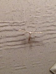 Emmelina monodactyla