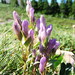 Fourpart Dwarf Gentian - Photo (c) BioBlitz, some rights reserved (CC BY-ND), uploaded by BioBlitz