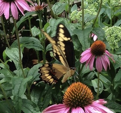 Heraclides cresphontes