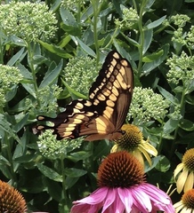 Heraclides cresphontes