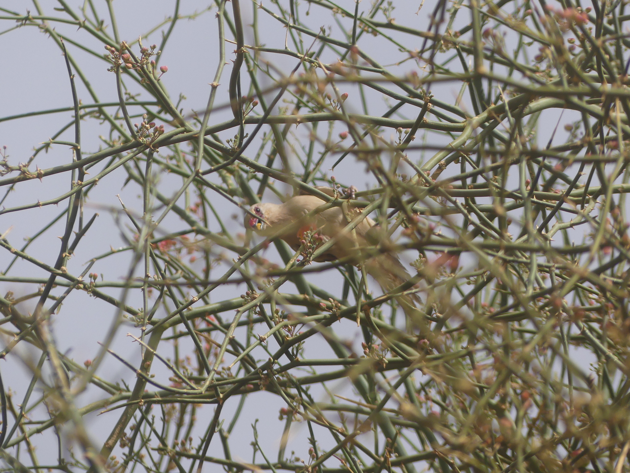 Blue-naped Mousebird (Urocolius macrourus), photo 2
