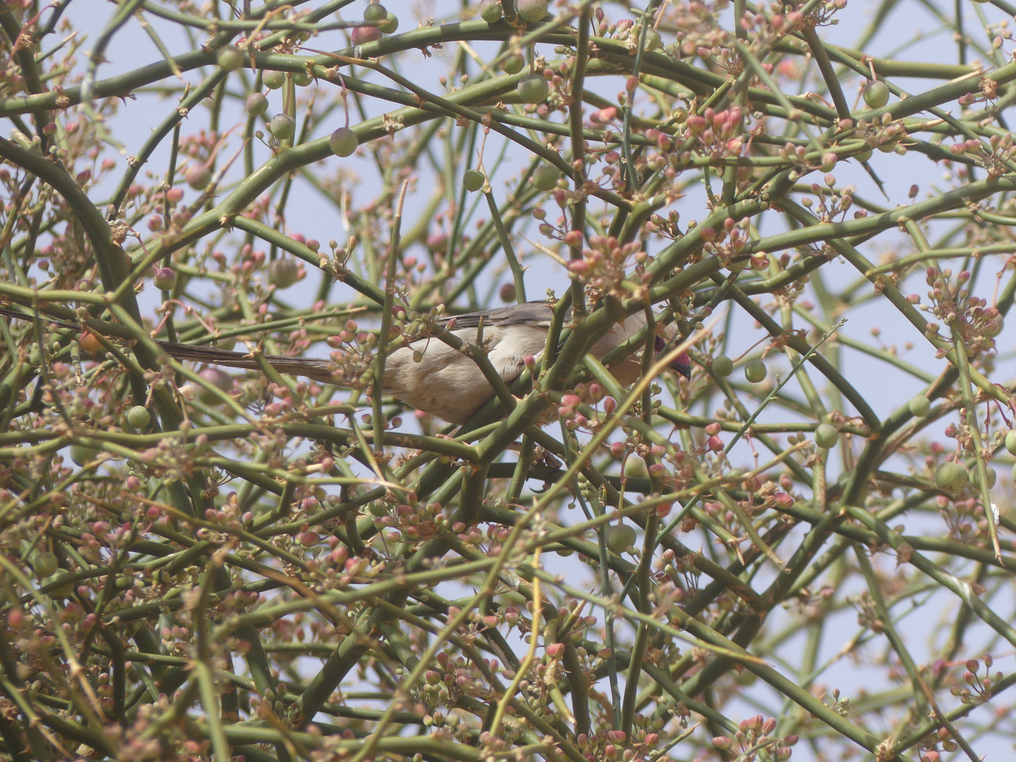 Blue-naped Mousebird (Urocolius macrourus), photo 3