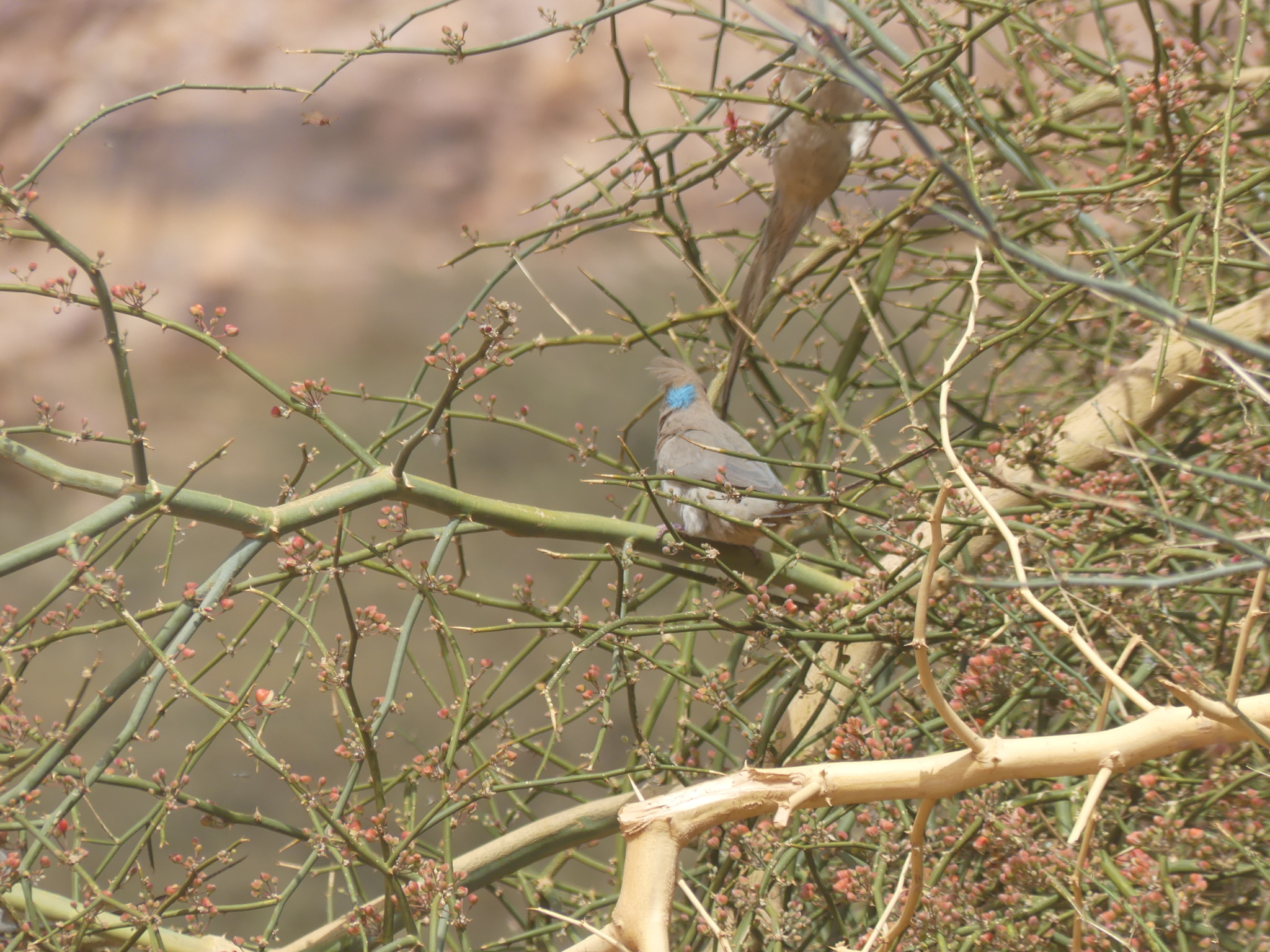 Blue-naped Mousebird (Urocolius macrourus), photo 4