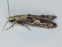 Blastodacna atra
