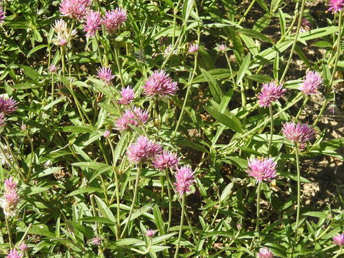 Image of Gomphrena pulchella by (c) Leonel Roget, some rights reserved (CC BY)