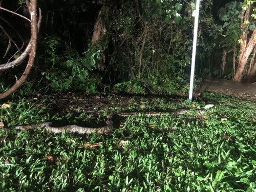 Australian Scrub Python sighting