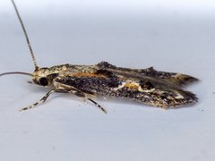 Blastodacna atra