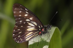 Catasticta sisamnus telasco