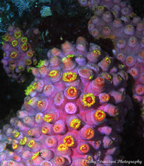 Tubastraea