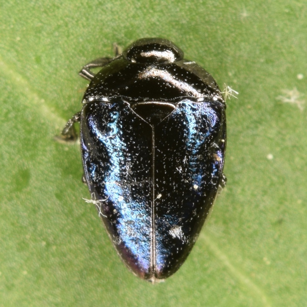 Pachyschelus purpureus purpureus