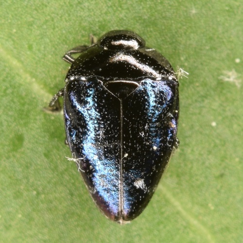 Pachyschelus purpureus purpureus