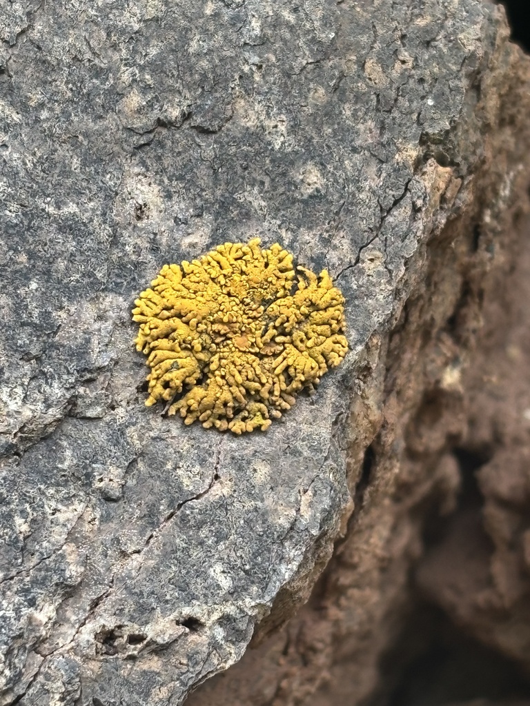 Placomaronea candelarioides