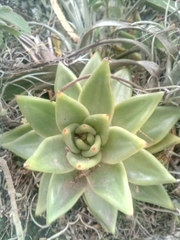 Echeveria agavoides