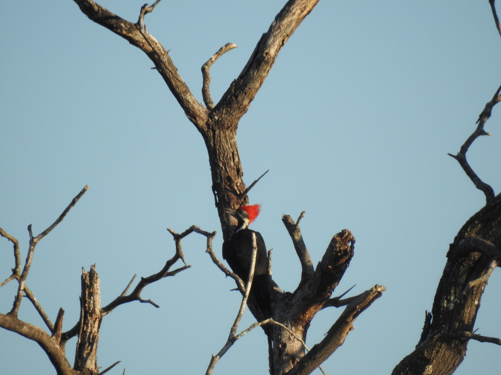 Black-bodied Woodpecker (Dryocopus schulzii), photo 6
