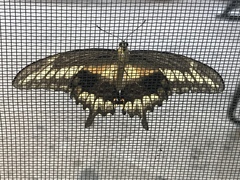 Papilio ornythion ornythion