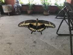 Papilio ornythion ornythion