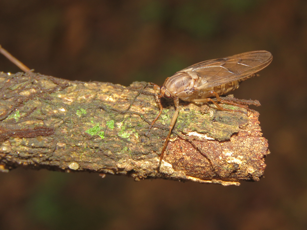 Chiromyza vittata