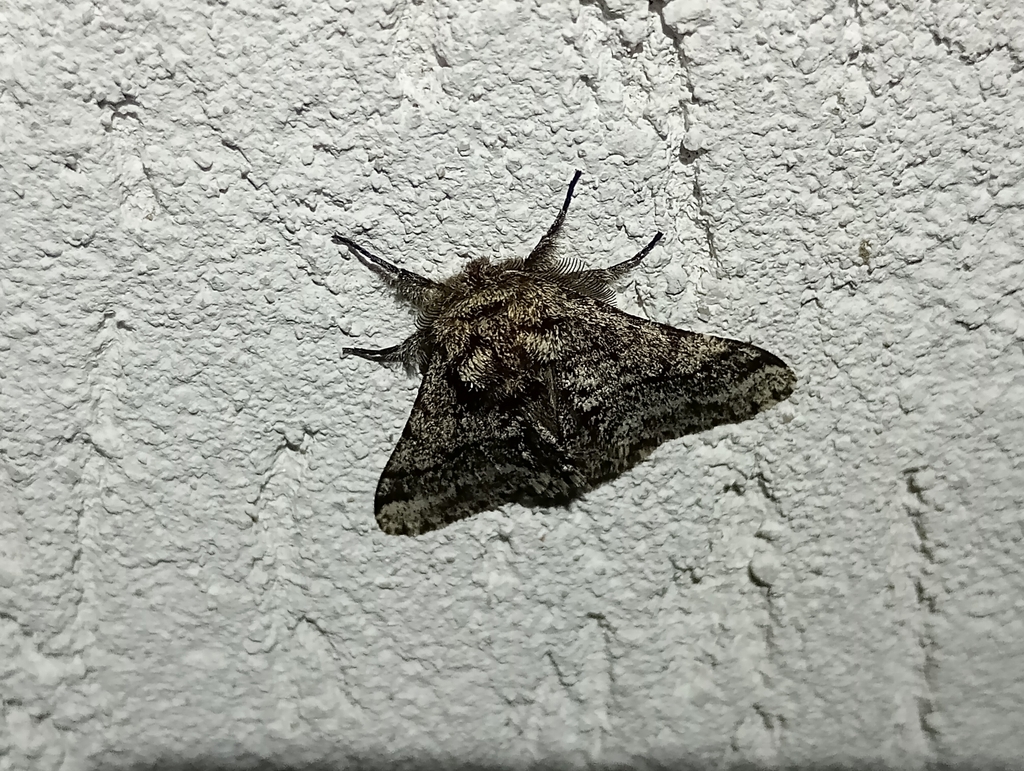 Brindled Beauty Moth
