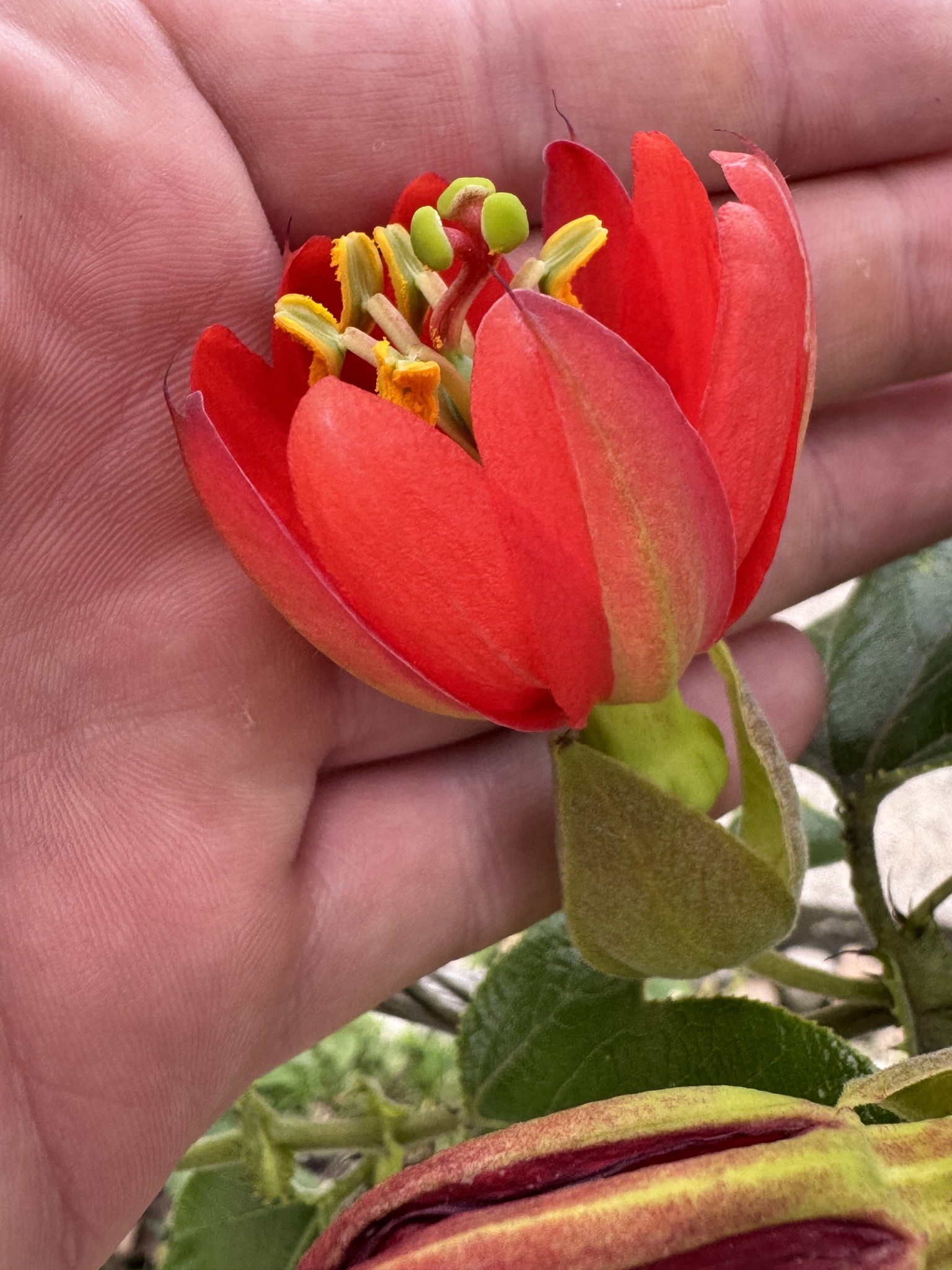 Imagem de Maracujá-vermelho