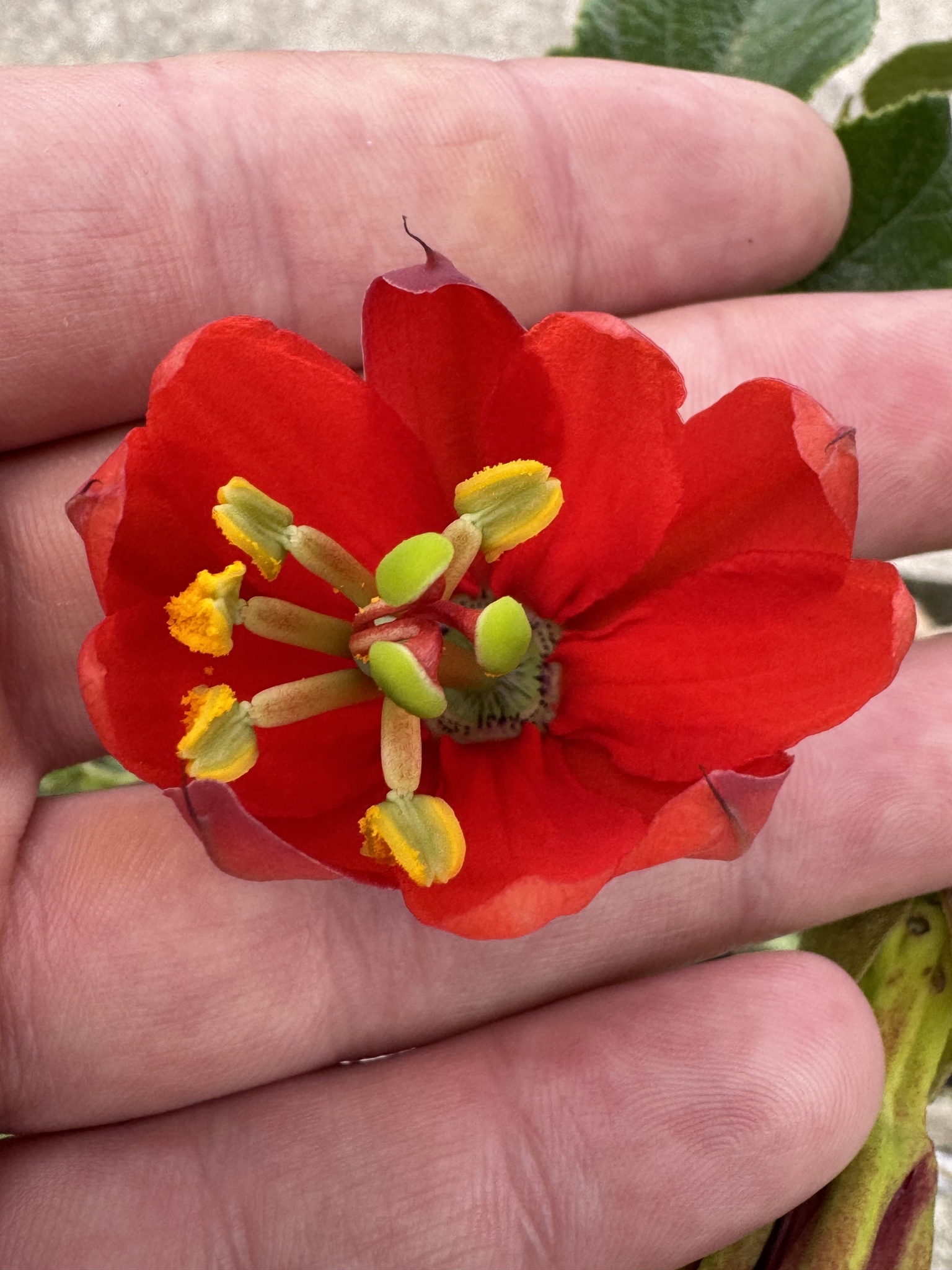 Imagem de Maracujá-vermelho