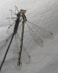 Lestes dryas