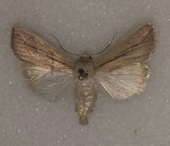 Leucania phragmitidicola