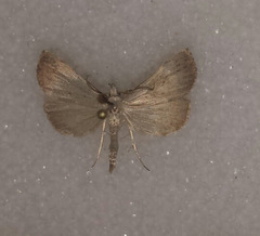 Macrochilo louisiana